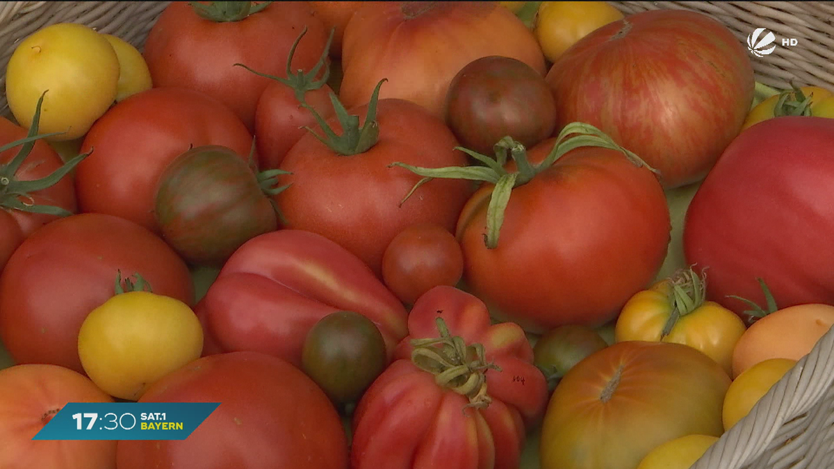 Tomatenvielfalt: Oberbayer Thorsten baut rund 100 verschiedene Sorten an