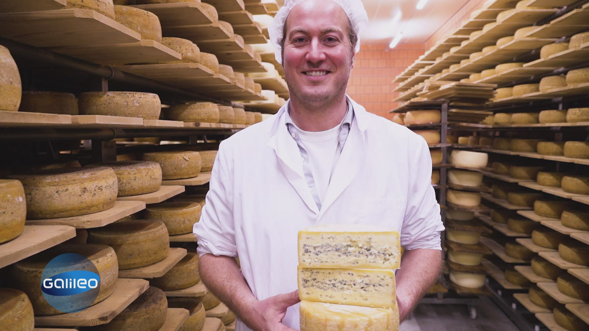Blauschimmelkäse von Hand vs. vom Band: Wie kommt der Pilz in den Käse? 
