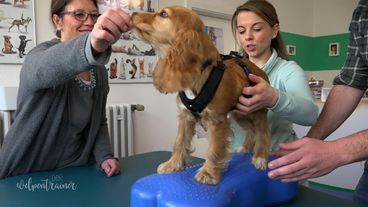 Besuch beim Hunde-Physiotherapeuten 