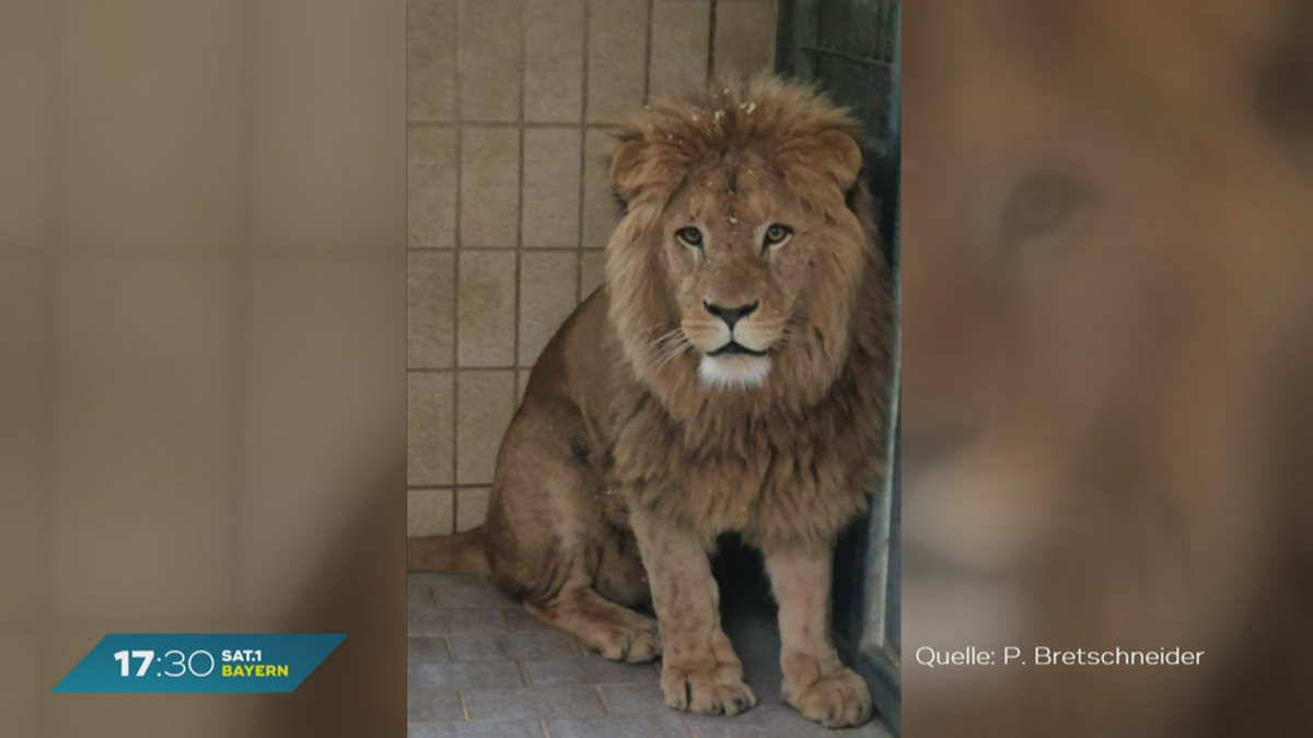 Neue Bewohner im Augsburger Zoo: Löwenbrüder aus Lissabon eingetroffen
