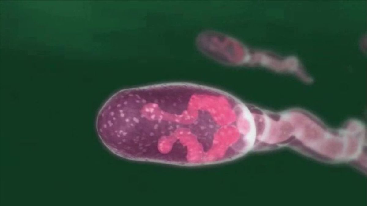 Behörden warnen: Parasiten-Alarm in vielen Badeseen