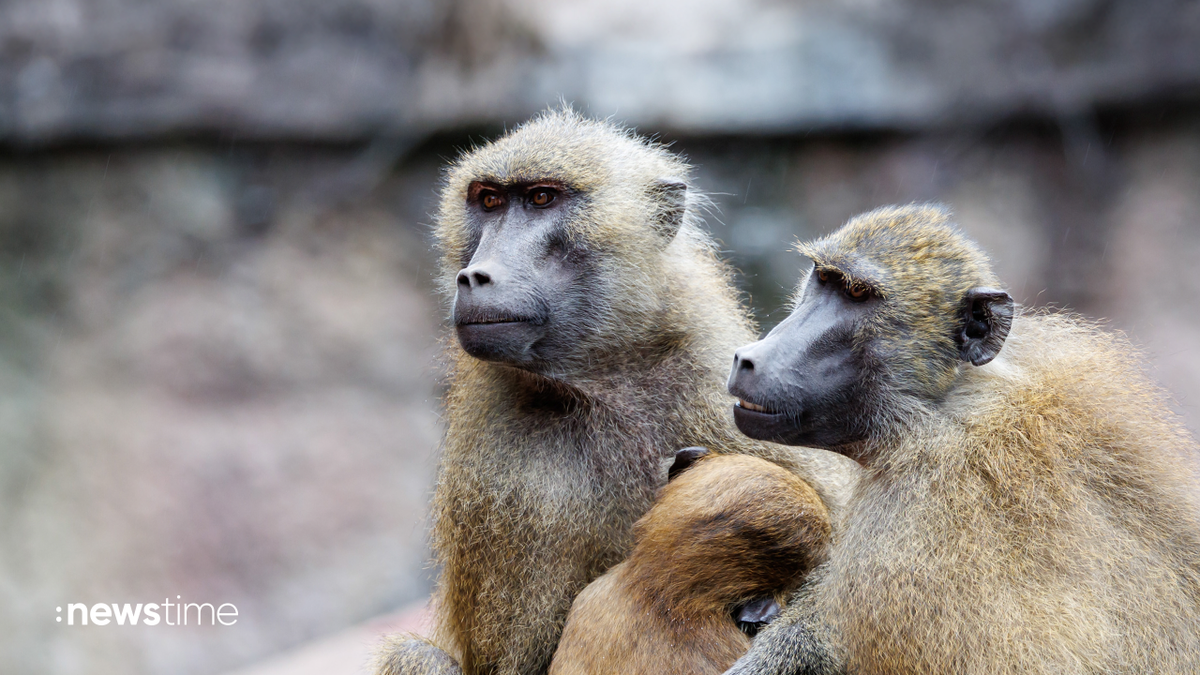 Nürnberger Tiergarten will Paviane töten