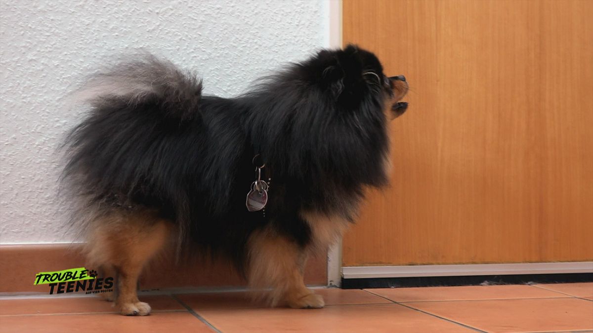 So bleibt dein Hund gelassen, wenn es klingelt