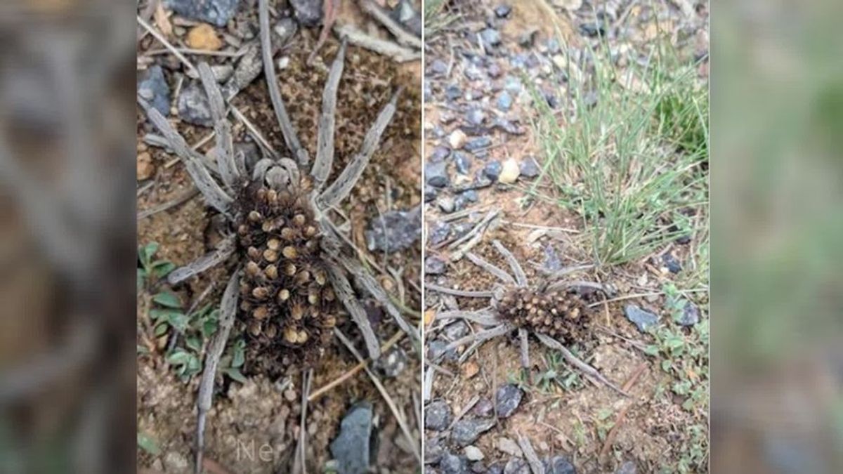 Gruselig: Diese Spinne trägt dutzende andere Spinne auf ihrem Rücken
