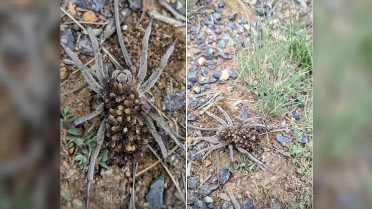 Gruselig: Diese Spinne trägt dutzende andere Spinne auf ihrem Rücken