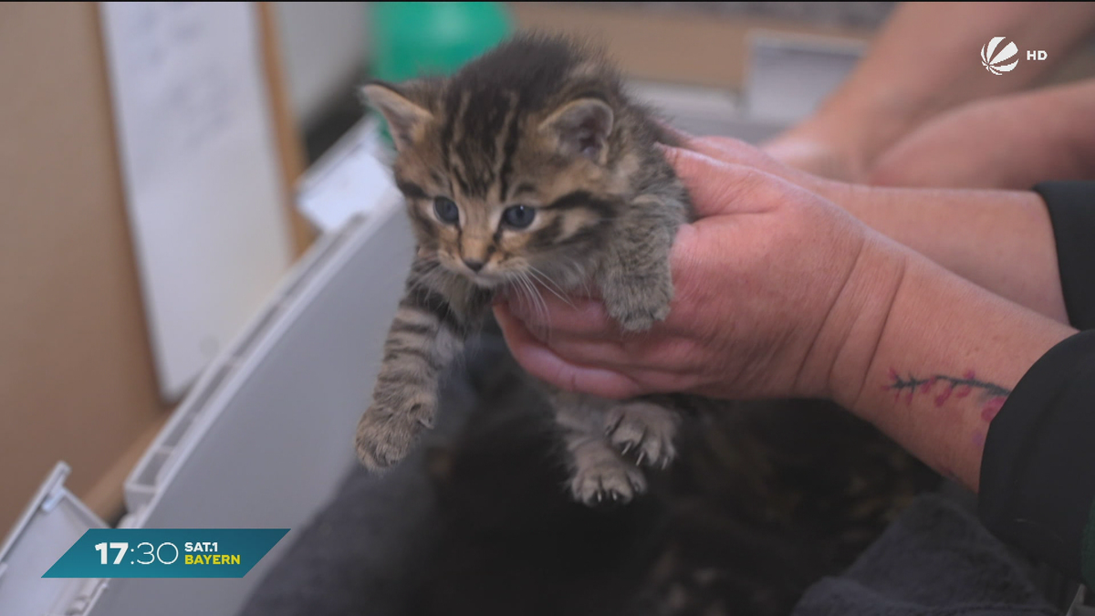 Zu viele Katzen in Bayern: Tierheime fordern Kastrationspflicht