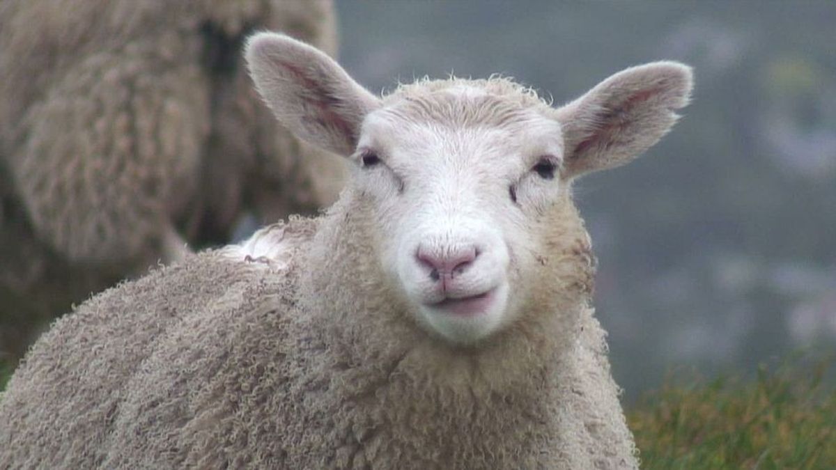 15 Schafe werden an Schule eingeschrieben
