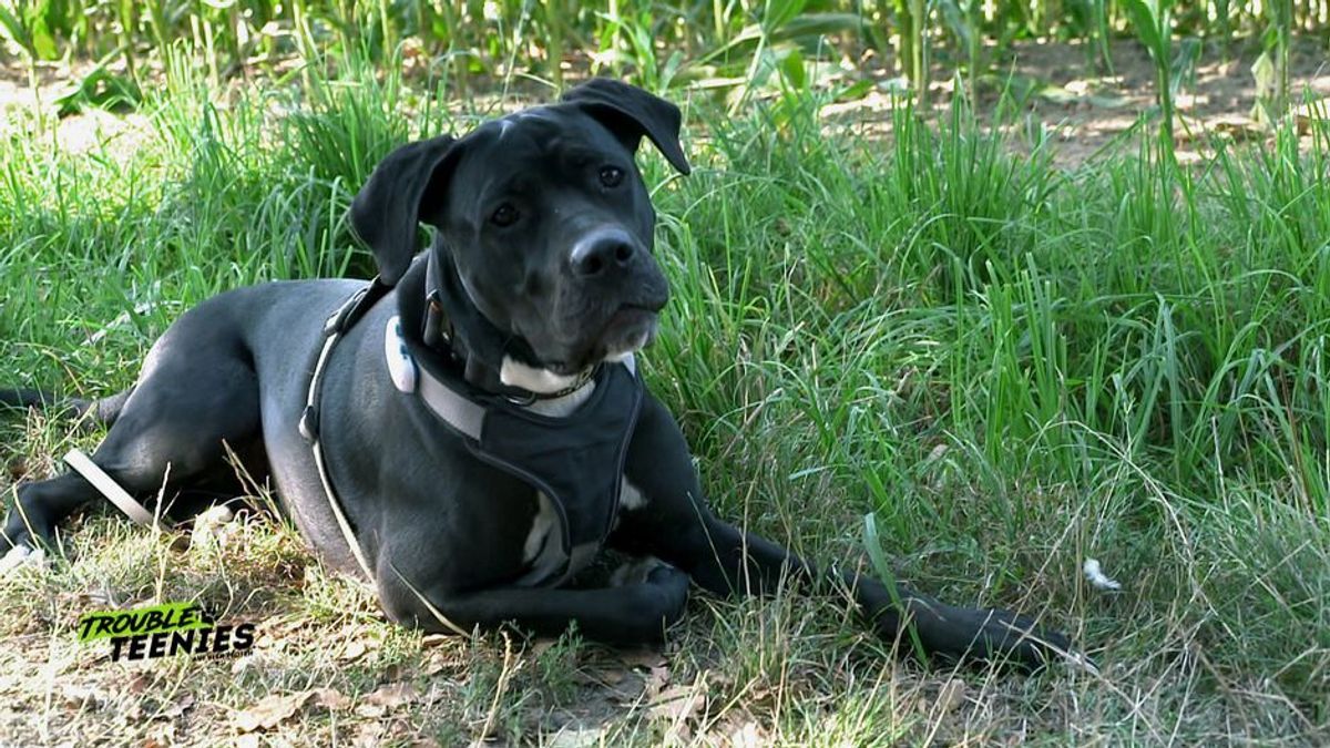 Der Cane Corso: Intelligentes Sensibelchen