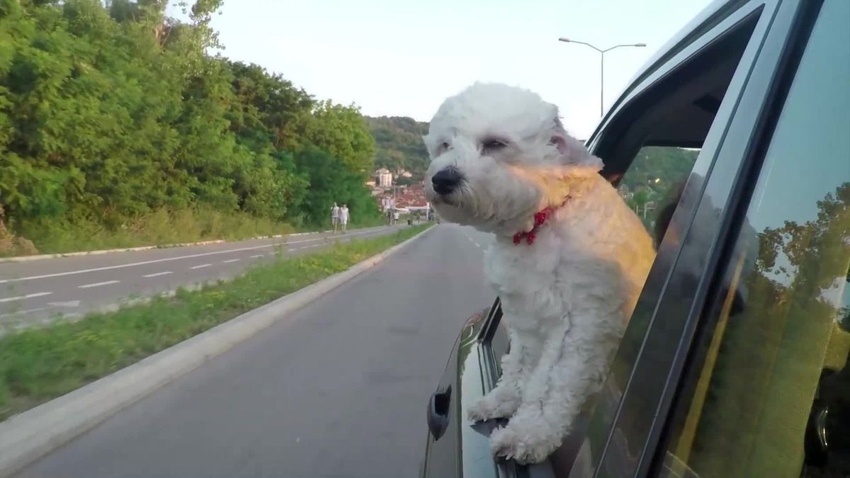 Sicherheit im Auto: Auch Hunde sollten angeschnallt sein