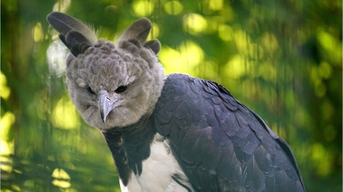 Kein Mensch im Kostüm: Dieser Vogel existiert wirklich!