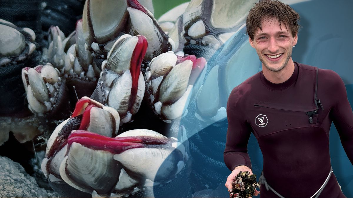 Dangerous Food: Gefährliche Muschelernte und riskante Mochi-Herstellung
