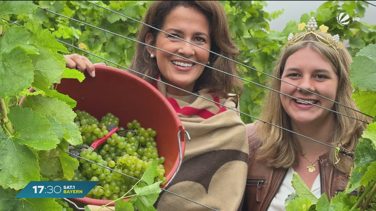 Weinlese in Würzburg gestartet: Wirtschaftliche Sorgen trotz gutem Jahrgang?