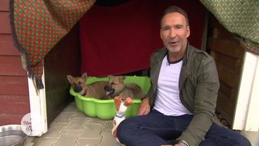 Schmusekater und tauber Husky suchen liebe Menschen