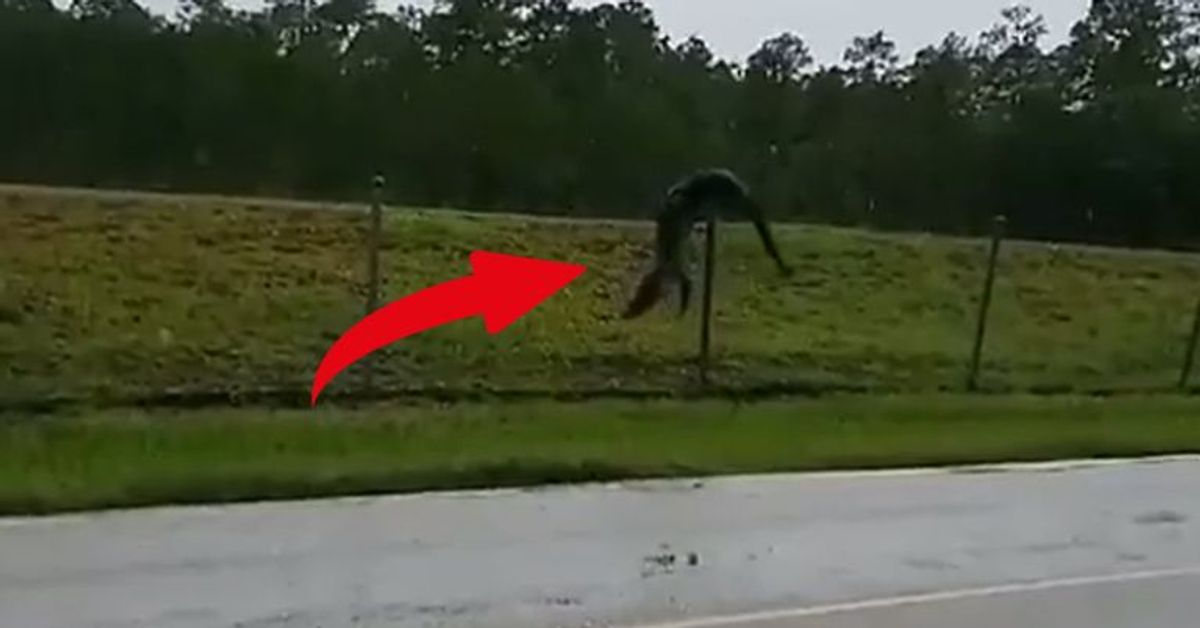 Unglaublich: Alligator klettert über Zaun