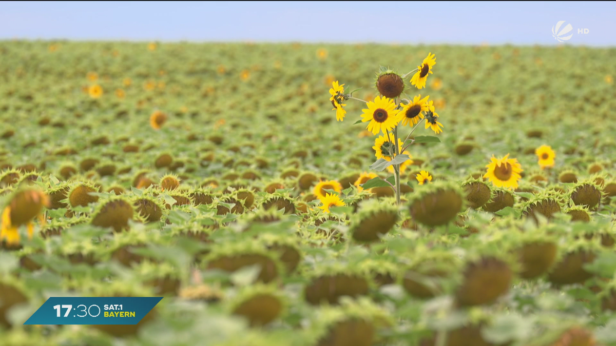 In Bayern blüht’s: Sonnenblumen kurz vor der Ernte