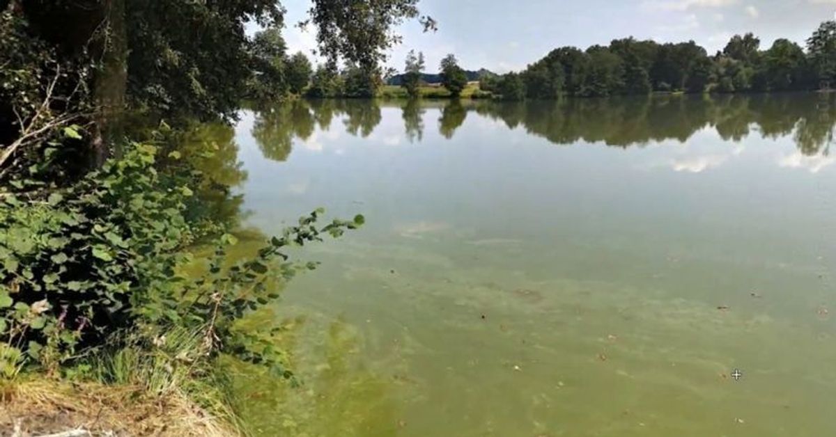 Blaualgen-Alarm: Gesundheitsamt sperrt Seen in Bayern