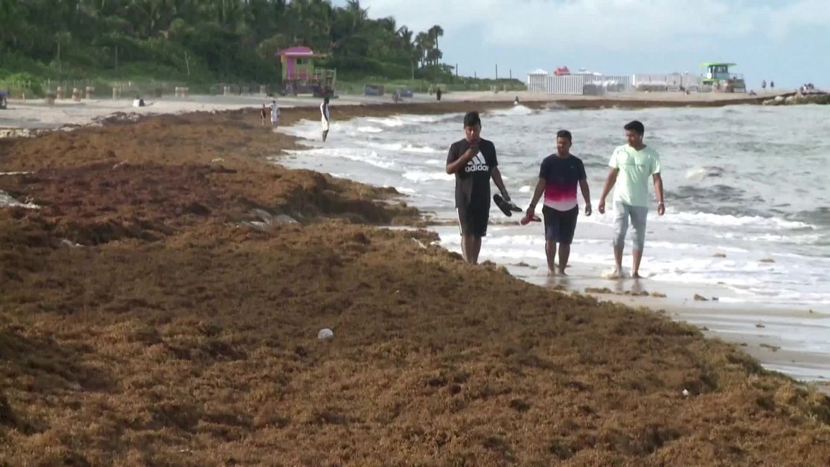 Stinkende Seegras-Invasion: Floridas Stände total verdreckt