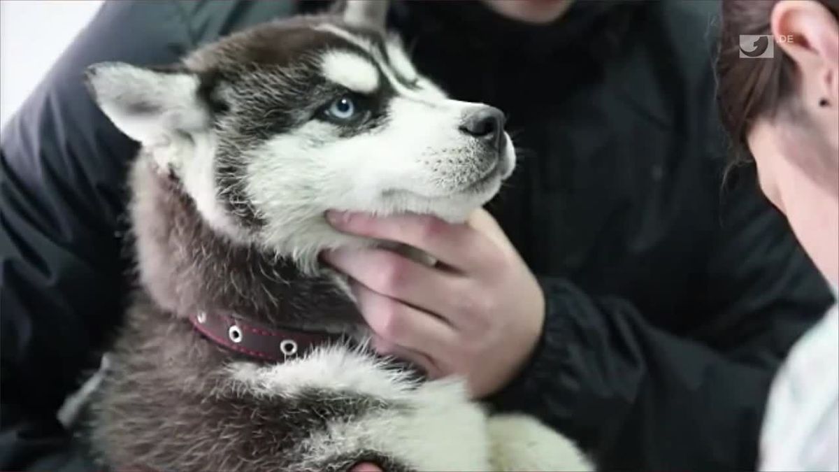 Diese 7 Lebensmittel können Ihren Hund töten