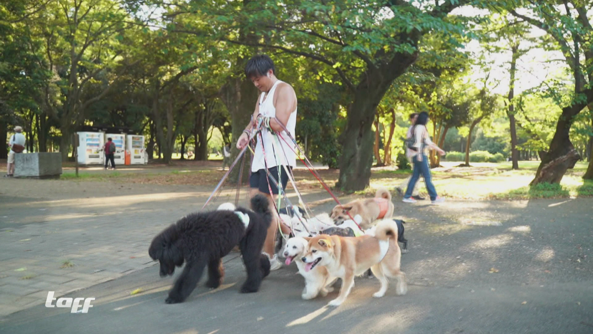 Dogwalker in Tokio - Nobuaki Moribe geht mit bis zu 25 Hunden Gassi