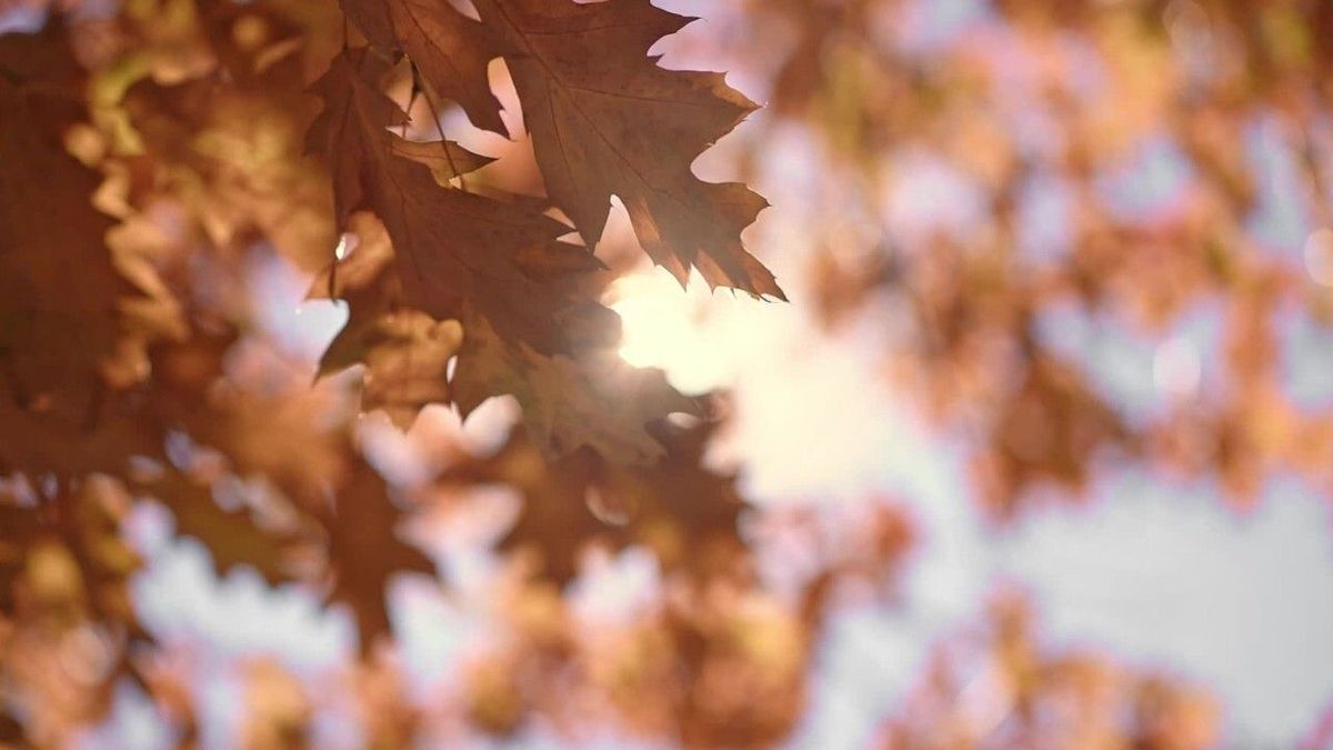 Wetterbilanz: Jahr 2022 setzt Hitzerekord seit Wetteraufzeichnung