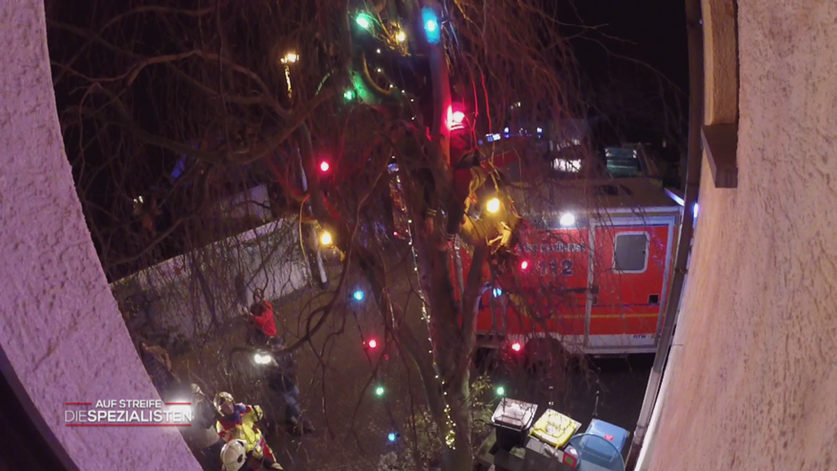 Der Mann im Baum