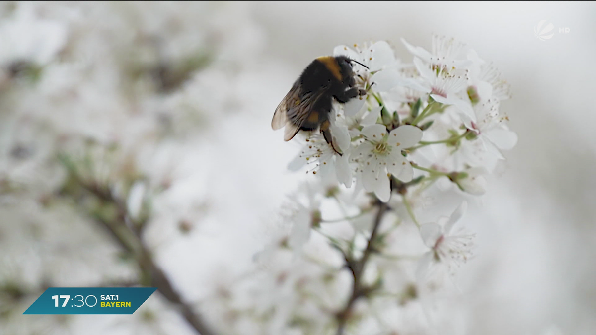 Hummel-Zählen in Bayern: Mit Handy und App die Natur retten