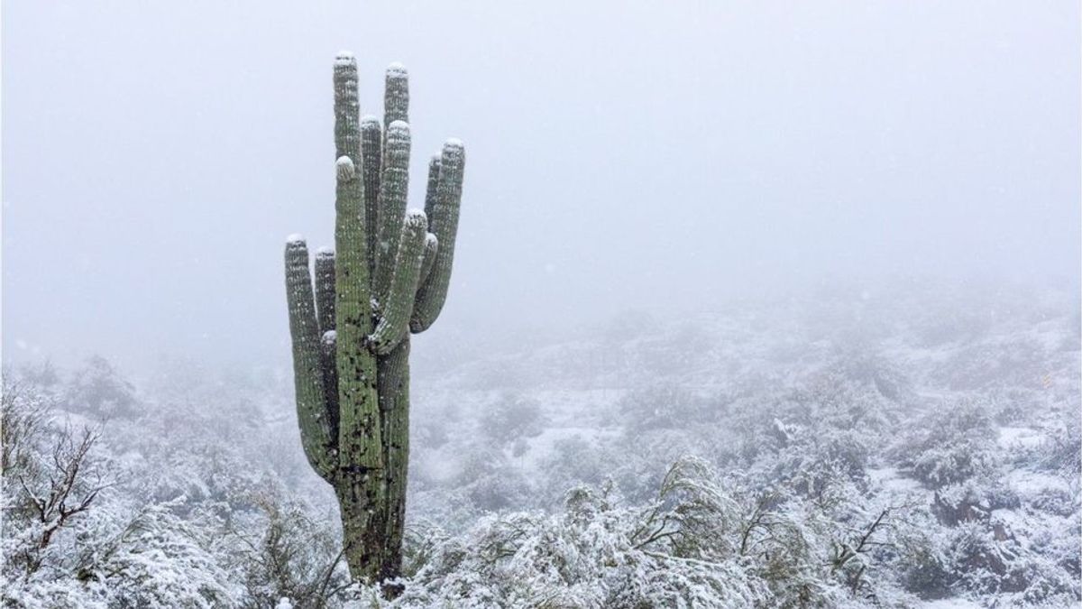 In der Wüste Arizonas hat es geschneit - und das sieht einfach nur wunderschön aus