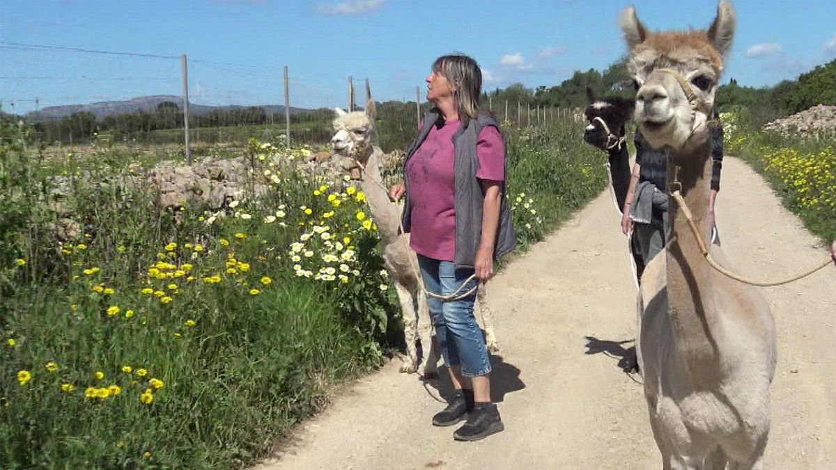 Alpakafarm auf Mallorca