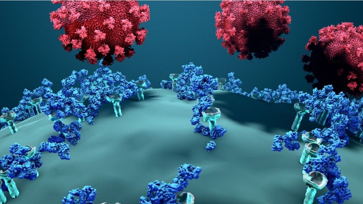 Das Ende der Pandemie? Erstmals Antikörper gegen alle Corona-Varianten entdeckt