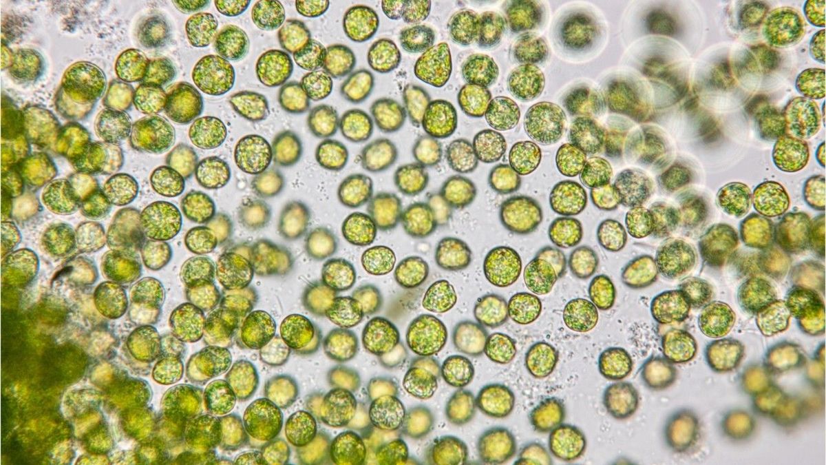 Auswirkungen auf Nordsee: Plankton-Algen im Wattenmeer schrumpfen