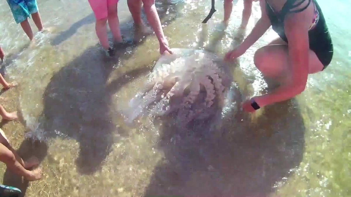 Riesen-Qualle wird an britischen Strand gespült