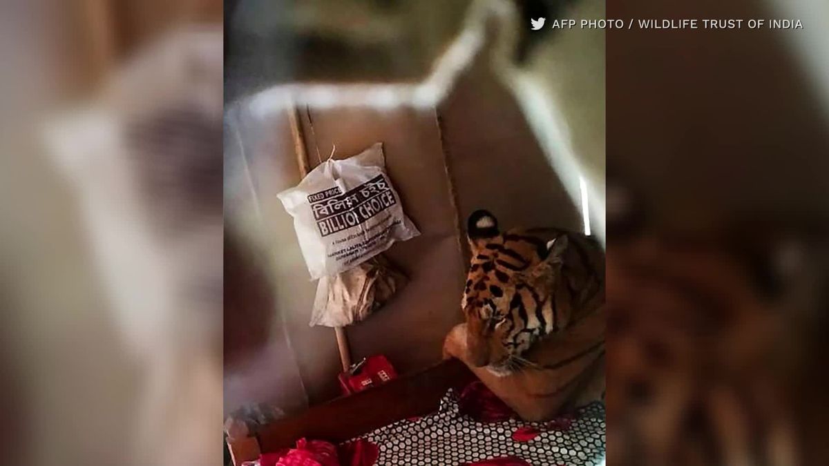 Skurrile Bilder: Tiger flüchtet ins Haus und legt sich auf Bett