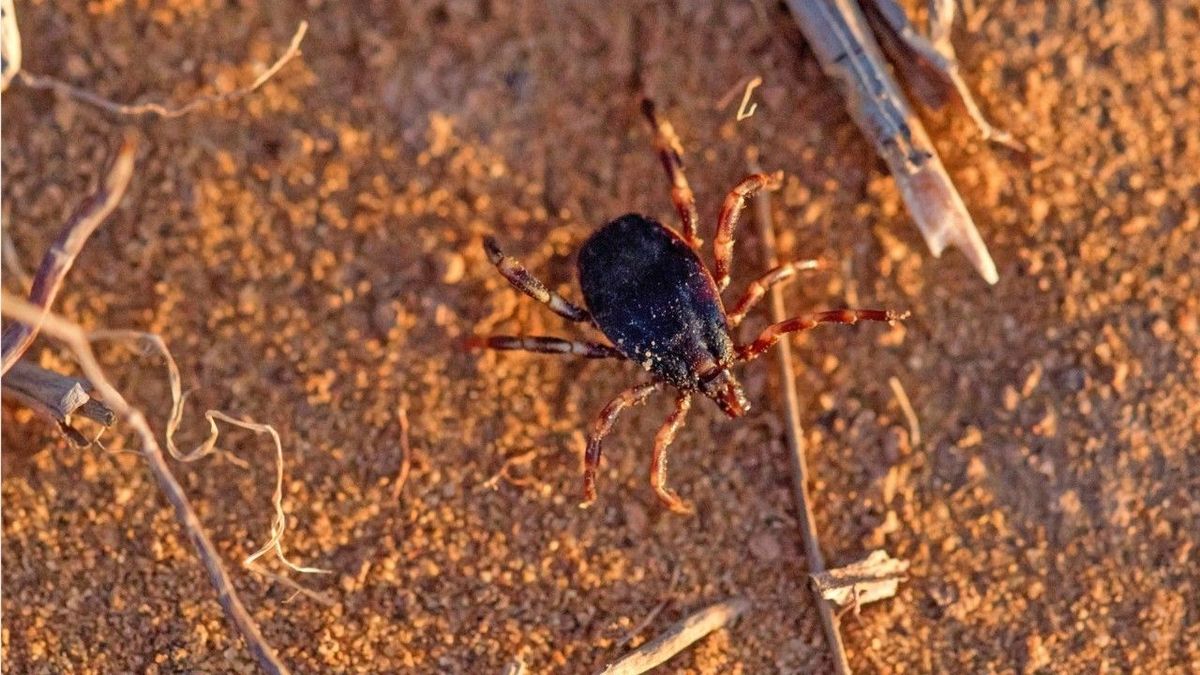 Wegen mildem Winter in Deutschland: Schon jetzt Zecken-Alarm!