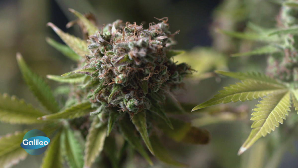 Cannabis-Legalisierung: Eine Blüte auf dem Weg in eine neue Zukunft