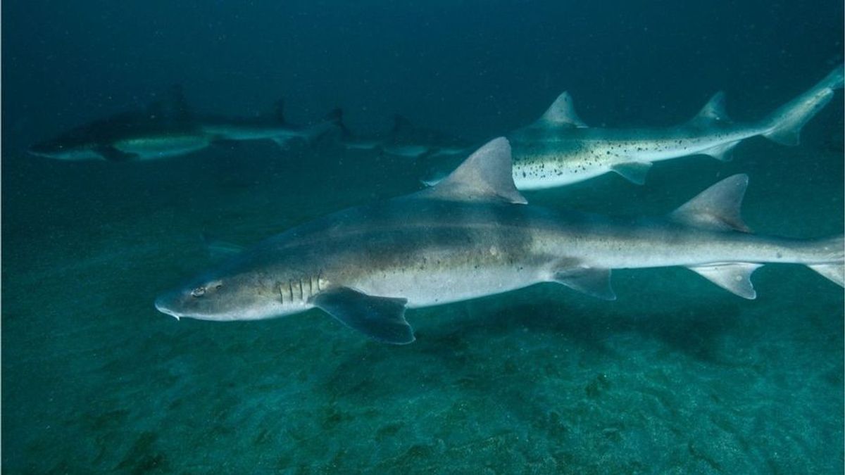 Vorsicht: In diesen deutschen Gewässern leben Haie