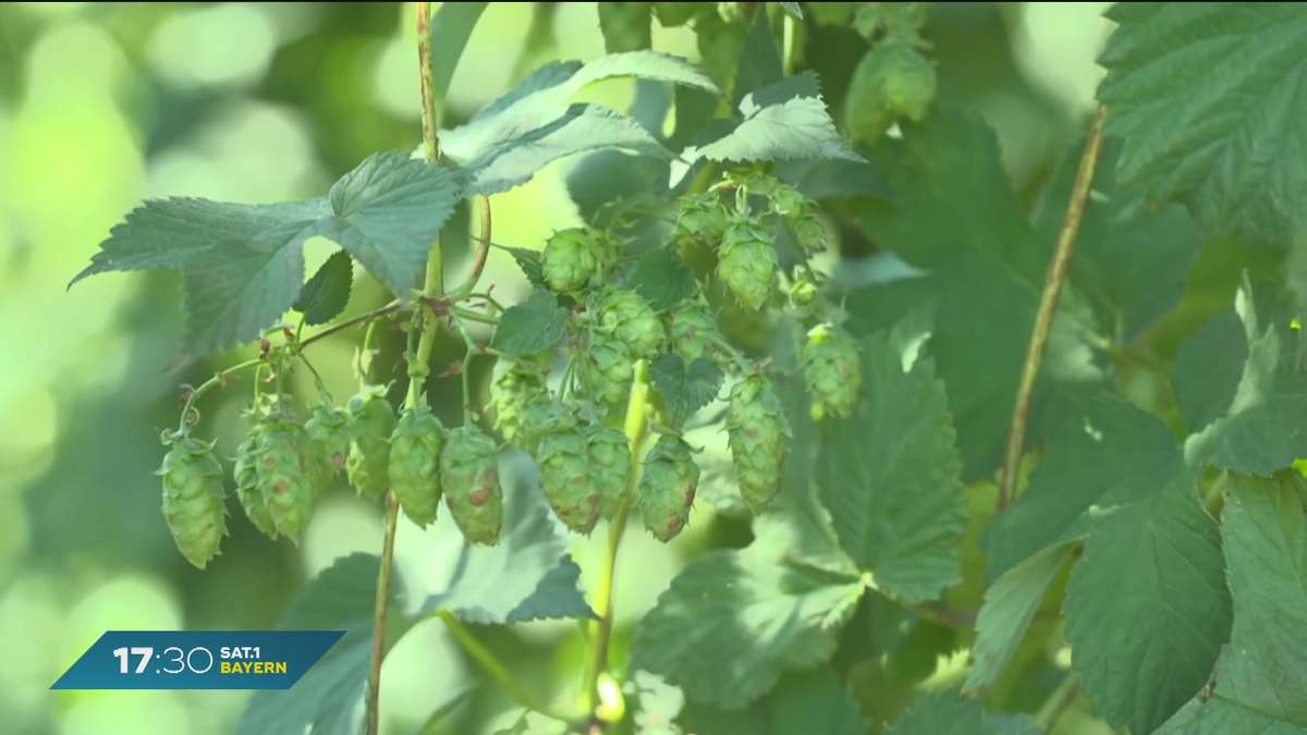 Bier in Bayern: Herausforderungen der Hopfenpflanzer?