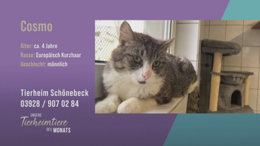 Zutraulich und verschmust: Kater Cosmo