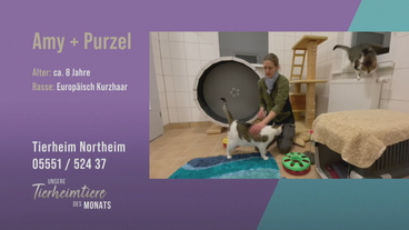 Gutmütig & verschmust: Katzen-Duo Purzel und Amy
