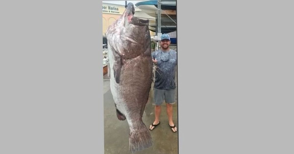 Riesenfang: Fischer angeln 50-jährigen Monster-Fisch