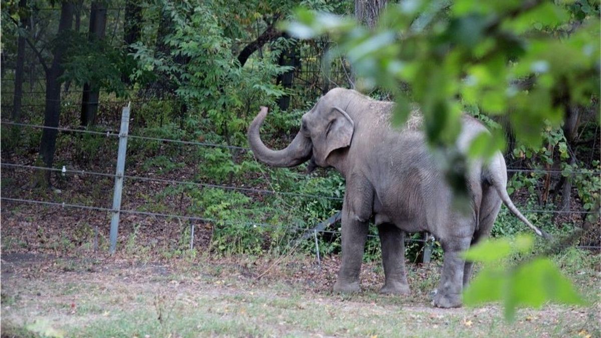 Gericht in New York soll entscheiden: Ist dieser Elefant eine Person?