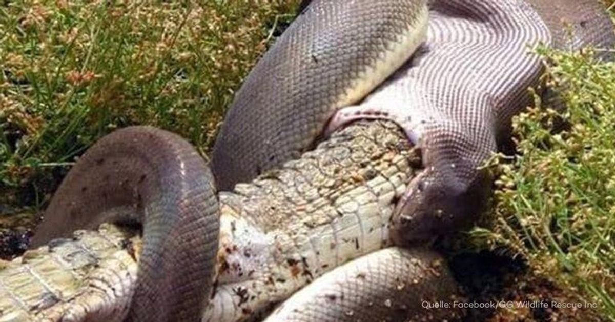 Unfassbar: Schlange verschlingt riesiges Krokodil