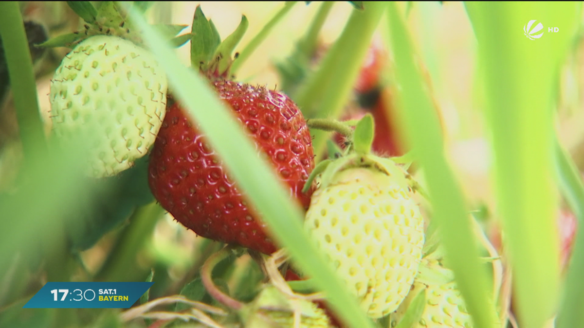Günstige Erdbeeren in Bayern: Preise aktuell auf Saison-Tiefpunkt