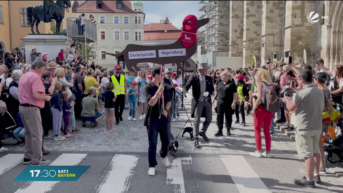 Dackelparade in Regensburg: Bayerischer Kulthund wird gefeiert