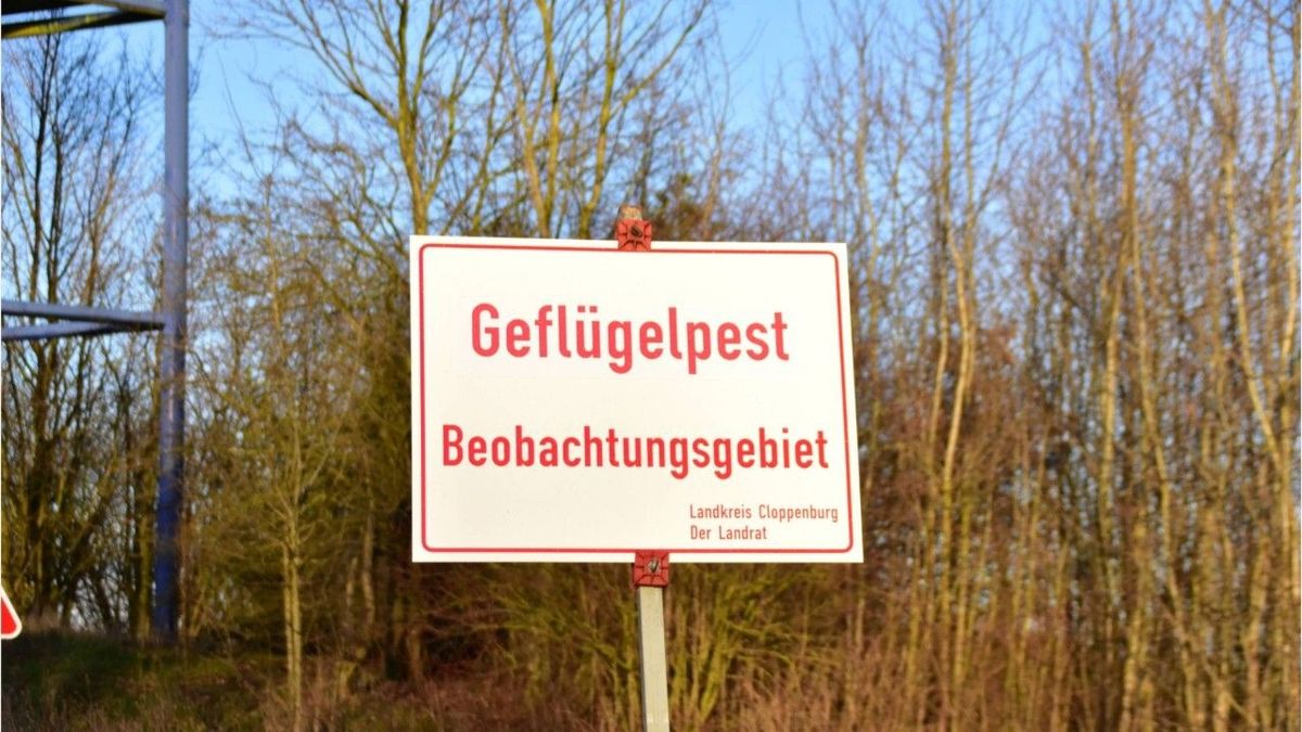 Tote Möwe auf Fischmarkt: Vogelgrippe in Hamburg angekommen