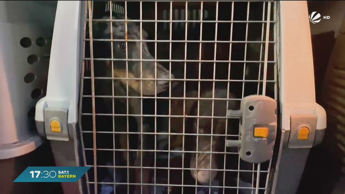 Illegaler Hunde-Handel: Tierschützerin deckt Schmuggel nach Bayern auf