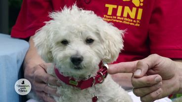 Hundedame Knuffi ist bereit für ein neues Leben