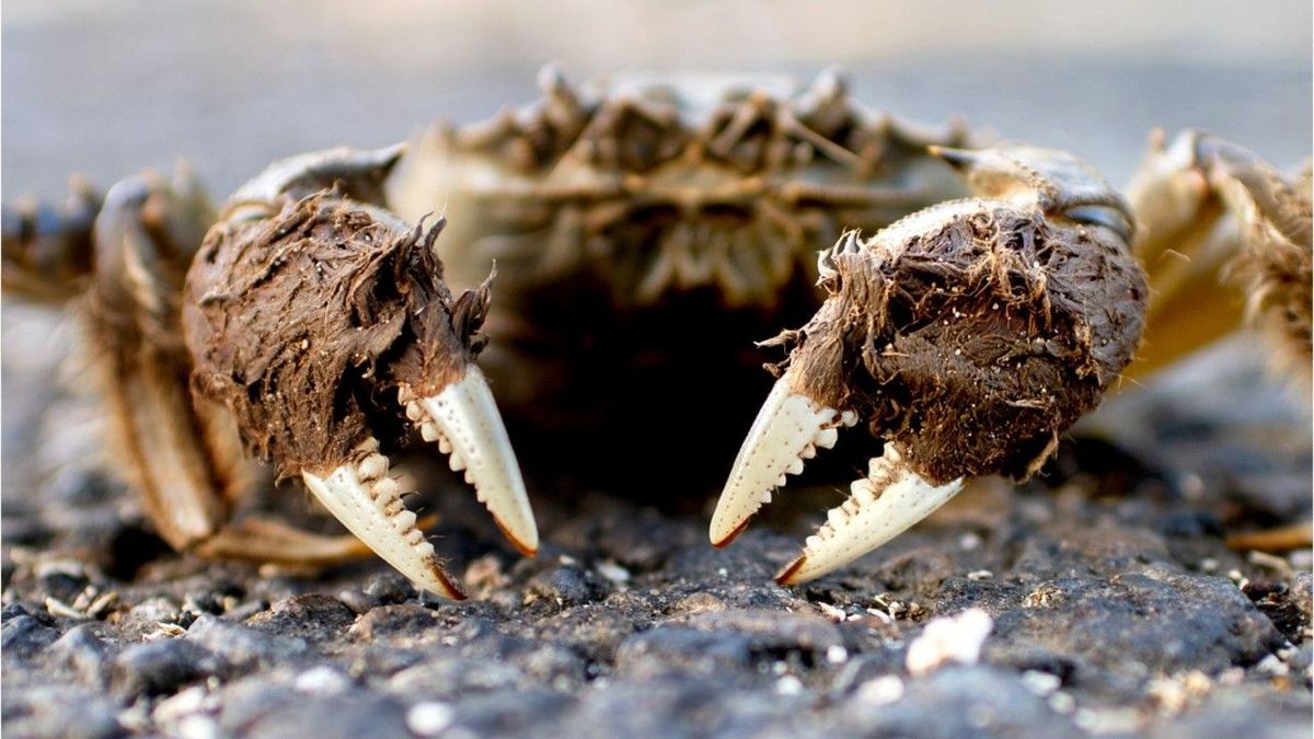 Eingeschleppte Wasserbewohner verursachen Schäden in Milliardenhöhe