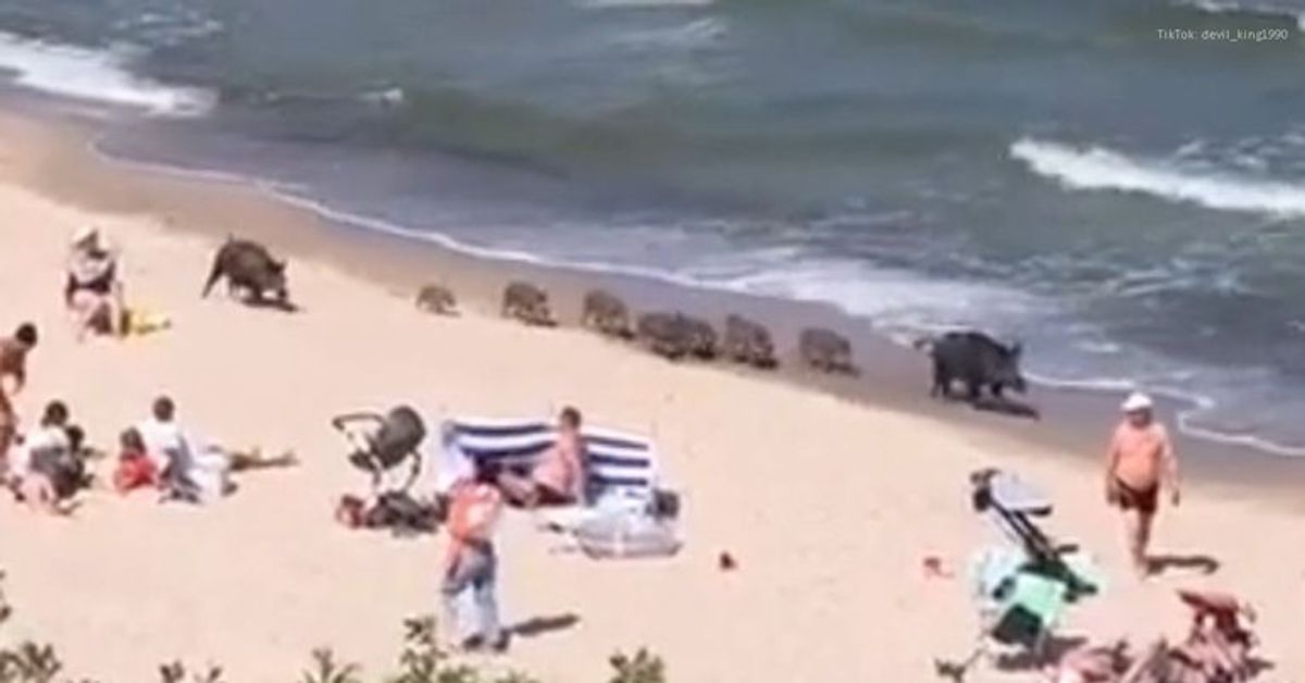 Ostsee: Wildschwein-Familie jagt über Strand