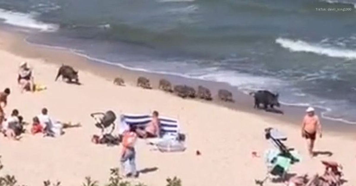 Ostsee: Wildschwein-Familie jagt über Strand