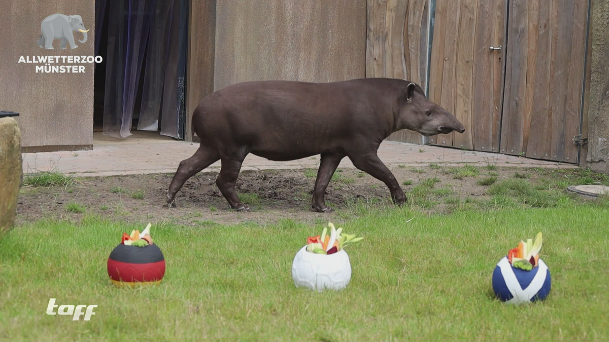 Tapir Theo: Das schlechteste EM-Orakel aller Zeiten?